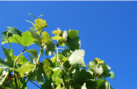 Light grazing the vines